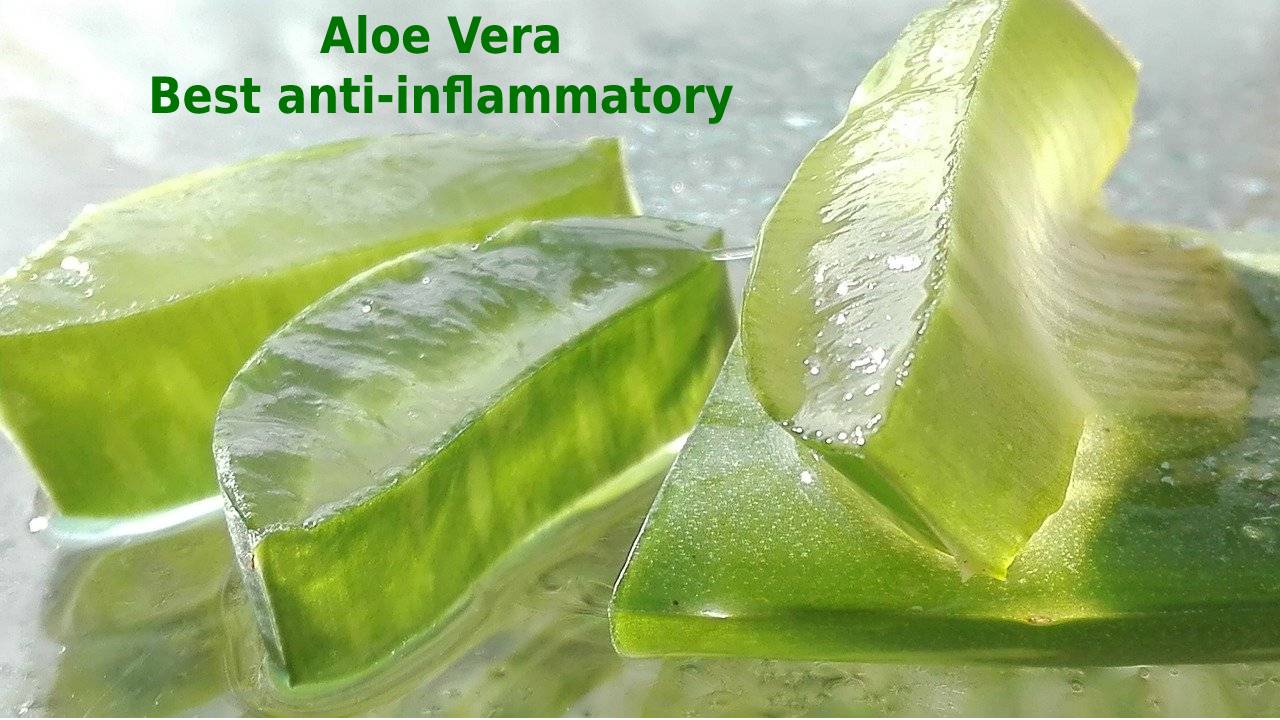 Aloe Vera