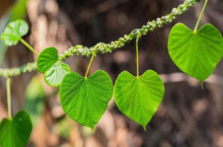  Tippa Teega – Health Benefits, Use and Efficiency of Tippa Teega/Tinospora cordifolia