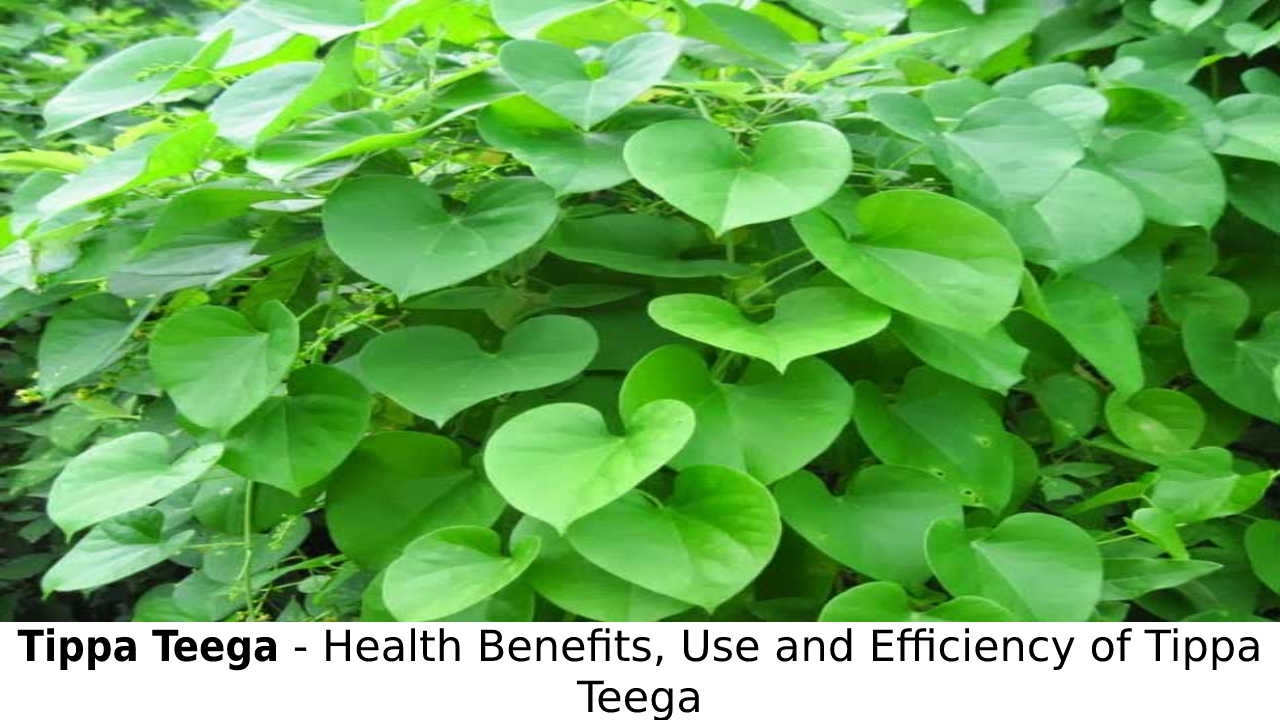 Tippa Teega – Health Benefits, Use and Efficiency of Tippa Teega/Tinospora cordifolia