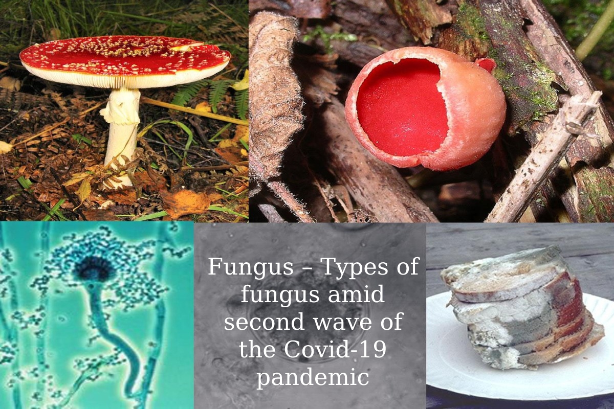  Fungus – Types of fungus amid the ongoing second wave of the Covid-19 pandemic