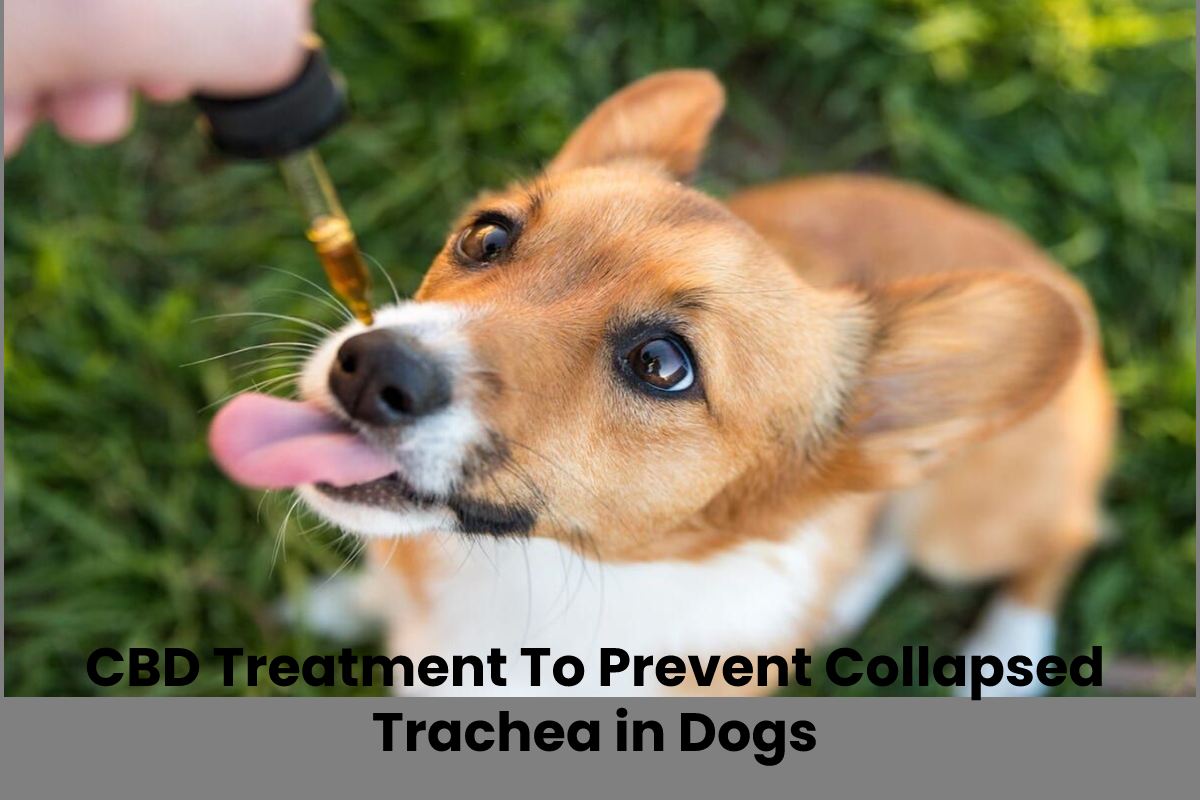  CBD Treatment To Prevent Collapsed Trachea in Dogs